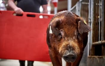 DanBred-Duroc-er-avlet-til-erhvervsmæssig-brug